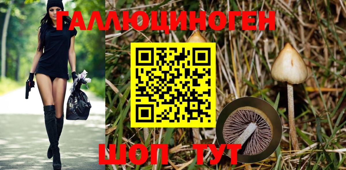 Псилоцибиновые грибы Psilocybe Камень-на-Оби